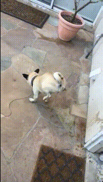 |搞笑GIF趣图:养了三年的狗子,但看这眼神,我知道该吃狗肉了