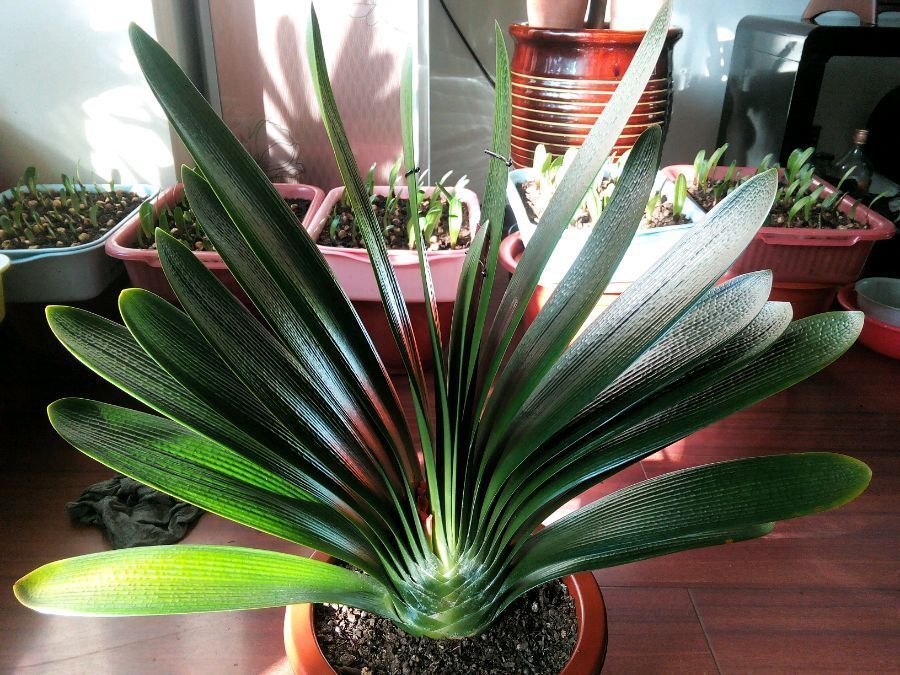 无根的君子兰不用丢,使用一种发根神土,两个月新根爆不停