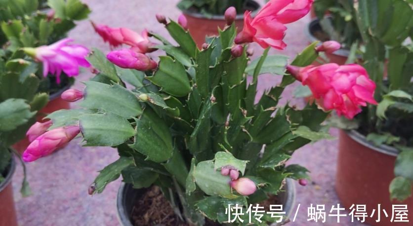花友|蟹爪兰如何分株、养护防虫害等，该篇文章全部讲透，值得收藏