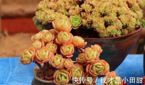 植株|家里养盆碧桃，做好这几点，养出果冻色，长成群生小老桩