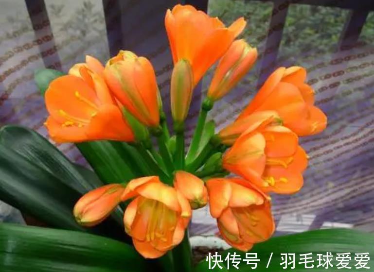 植株|想要君子兰长得好？2种花肥喂下去，根系健壮长势好，轻松爆花