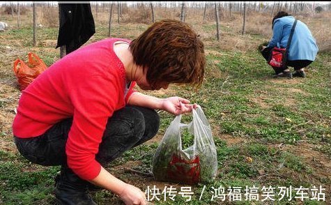 农民们|北方人爱吃的野菜，人称“护生草”美味对身体好，市场一斤10元