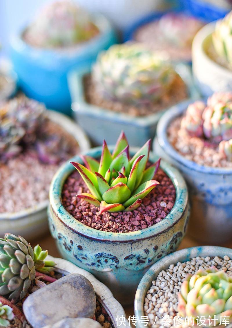 养殖|多肉花盆怎么选？使用3种花盆，加上正确养护，更容易养出好状态