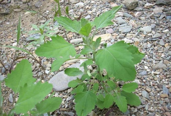 灰灰菜|5种“高钙”菜,农村常见,营养高口感好,却被当成了杂草,可惜