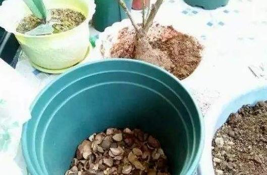 这2样东西看似平淡无奇,用作养花却不一般,增肥效果极好