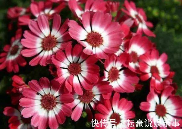 香草|喜欢养菊，首选“精品菊花”富贵菊，花开艳丽多姿，寓意美好