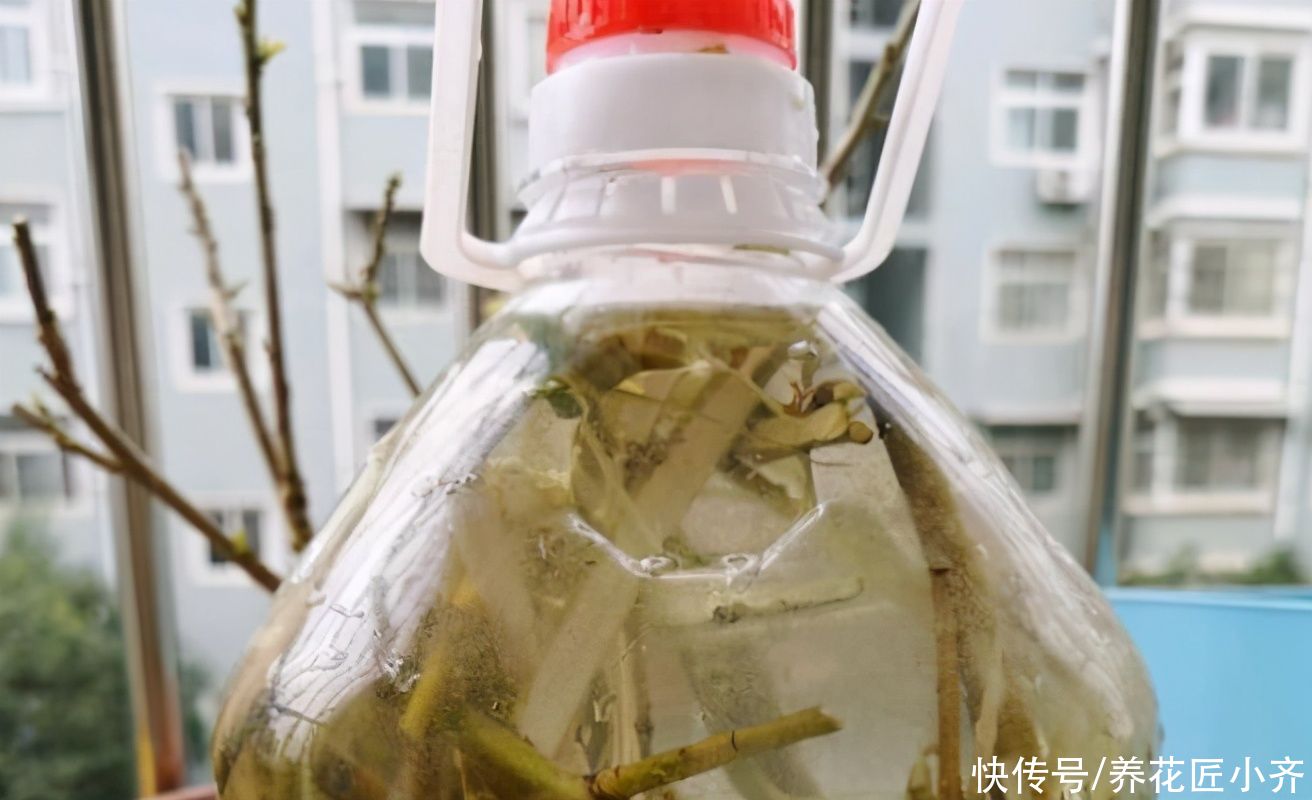 扦插植物用“生根水”，获得生根水有两种方法，多数人会选第一种