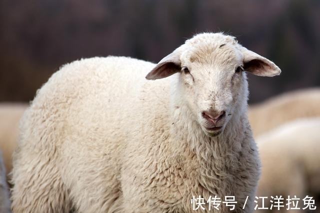 贵人|2021属羊的重大贵人 2021属羊的贵人是什么属相