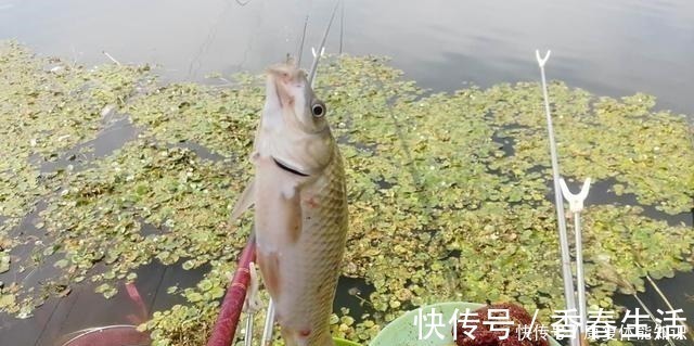 小鱼闹窝并不是坏事,明白这几点,再也不怕小鱼闹!