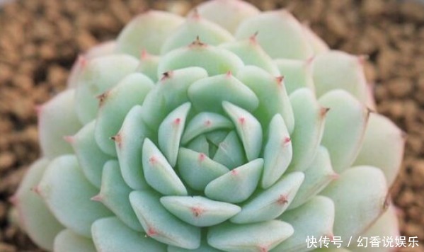 优雅|姹紫嫣红,优雅高贵,“珍品玫瑰”蓝月亮玫瑰,是养花之首选