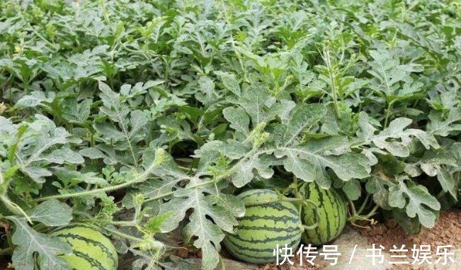 猕猴桃|女性不想变黄脸婆,不妨多吃此水果,美白淡斑,排毒润肤,抗衰老