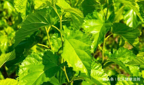 女性|女性经期多喝此“补血叶”，排出子宫污血，调理月经，防妇科病