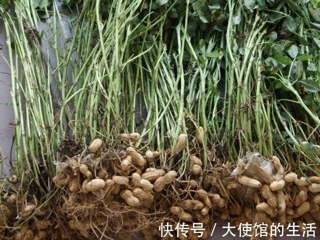 降压|花生和它一起吃,胜过“阿司匹林”,降压降脂,预防脑血栓