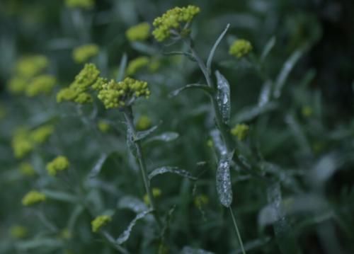 延年益寿|秋季防秋燥吃三种食物，应季而食，营养又滋润