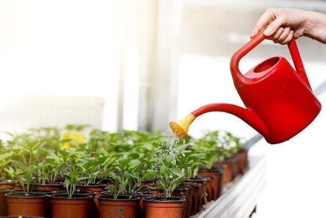 养花|养花不分地域,只要做好这几点,不管南北方都能爆盆