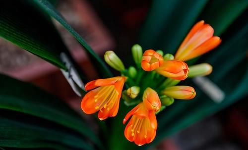 给君子兰浇水时，记住1句话，照着做，不烂根空根，生长还旺盛