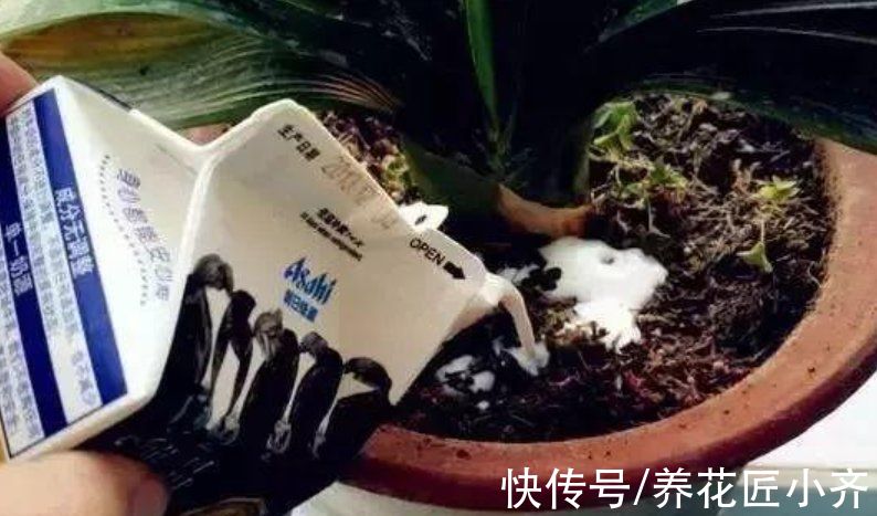 秋天|秋天养花别信“偏方”,正儿八经养花,才能长得旺盛,彻底开爆盆