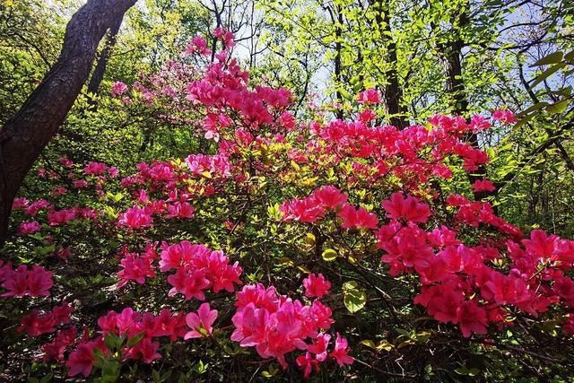 人间四月芳菲尽，万和杜鹃始盛开