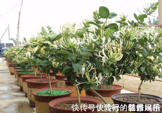 香气|5种香花，家里养一盆，好看还“养人”，全家都健康