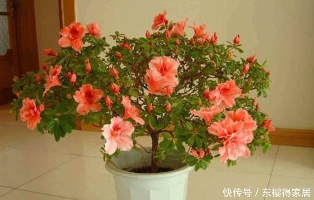 冬天常见的4种“年宵花”别停肥,养不好都是“缺肥”导致的!