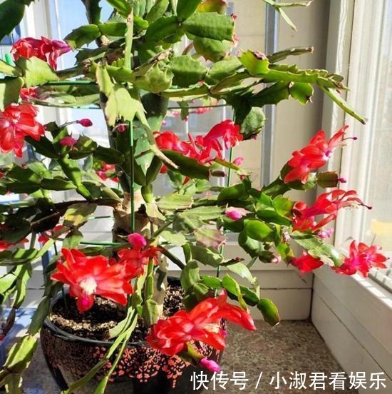 四月蟹爪兰需“虐养”,多掐芽勤控水,“撒欢长”绽放层叠群兰