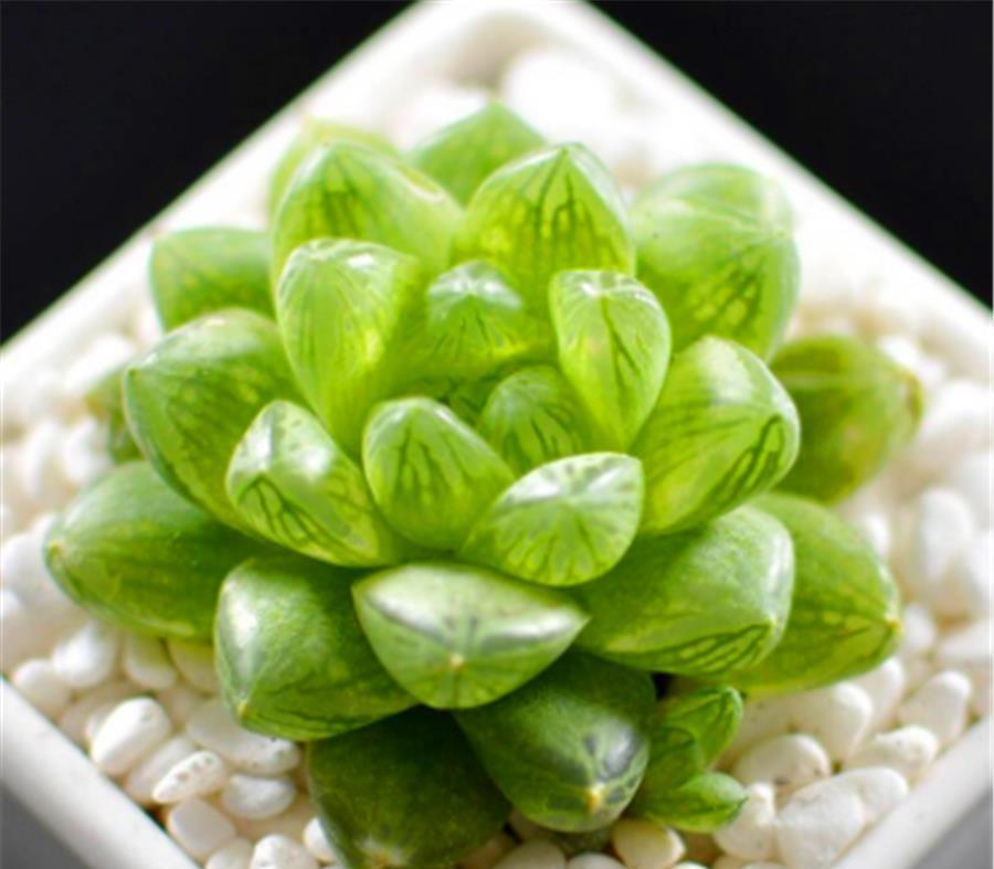 6种适合养在家里的普货之王,造型独特颜色绚丽,养成老桩颜值高