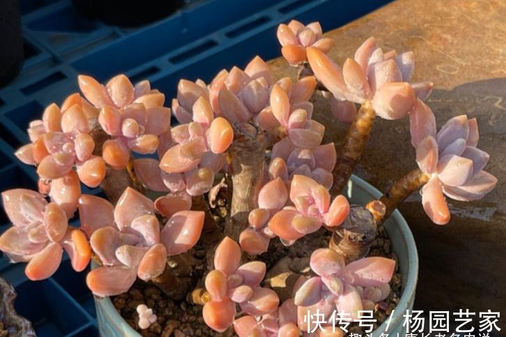 多肉冬美人跟秋丽比高低?冬美人皮实更胜一筹,秋丽颜值略胜一分