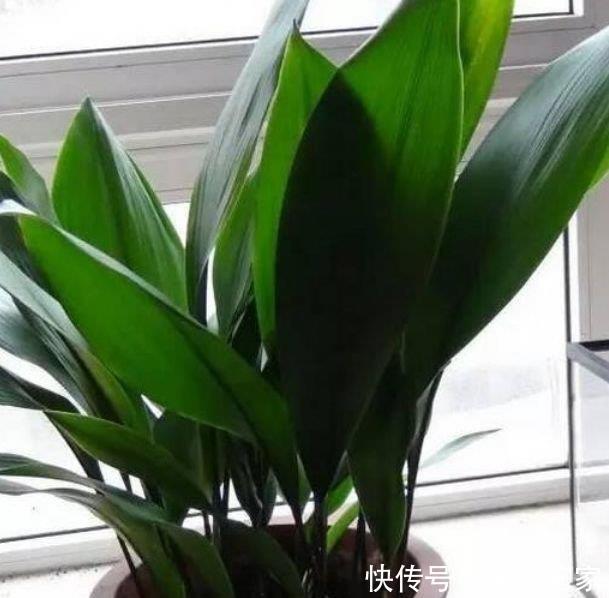  花友|4种花深受花友的喜欢，开花爆盆很简单，夏季也能疯长不停