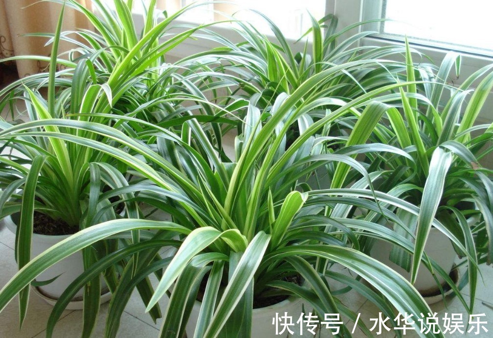 酒鬼|这“3种花”,全都是“酒鬼”,每天喝一点,想不绿叶都难