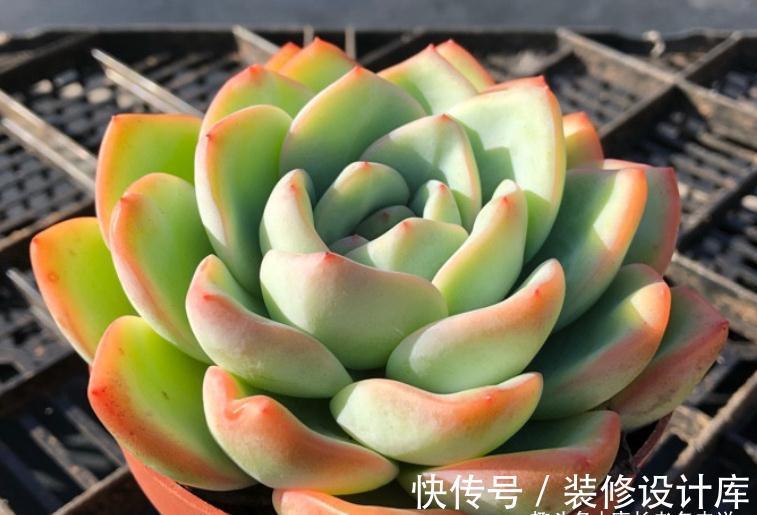 轰动、泡芙和阿玛贝利，买3次的肉友不少吧？其实它是同一种多肉