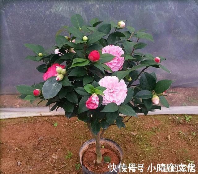秋天|花市买茶花，回家一定要换土，“中间”有门道，不换土养不活