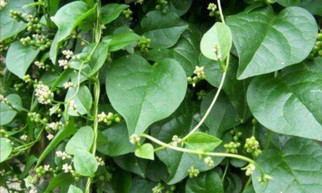 落葵薯|这种杂草叫藤三七,房前屋后都有,每斤100多块钱