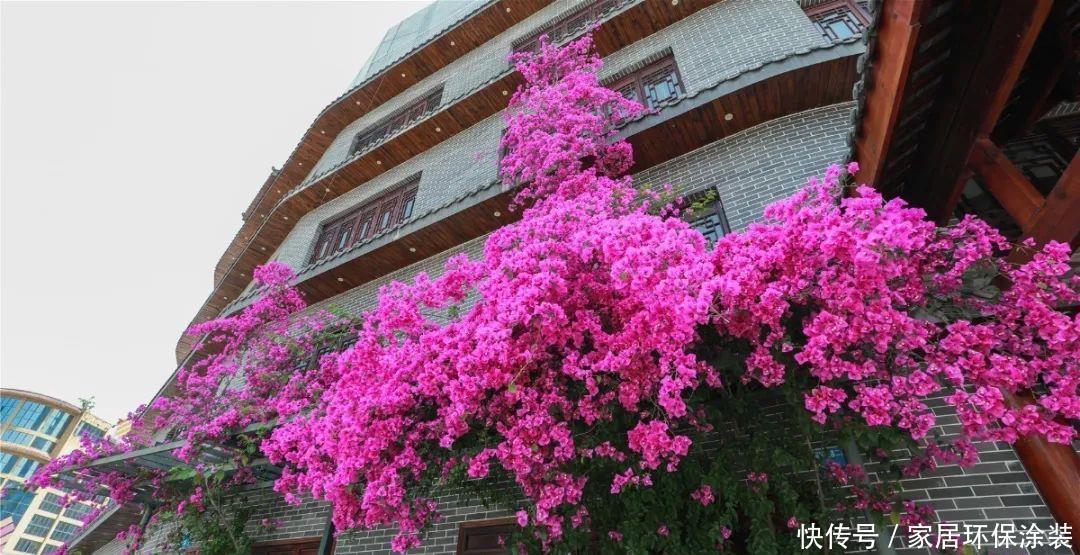 太阳花|阳台适合养的“6种花”,花色丰富,花期长,一直赏花六个月