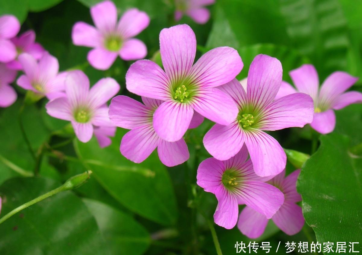 酢浆草之前是野花,现在摇身一变招人喜欢,叶片是心形开花超多