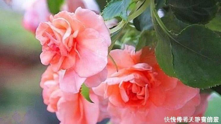 樱桃|4种花很耐养,沾土就能活,浇水就疯长,对待新手很友好