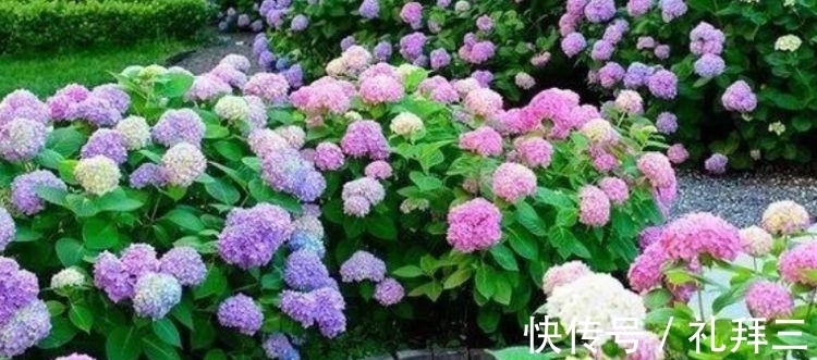 甜蜜红木香|4种漂亮花,好养易活能爆盆,比玫瑰好看,比绿萝好养
