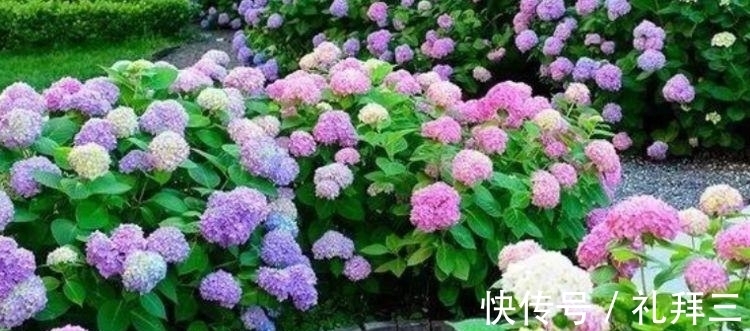 甜蜜红木香|4种漂亮花，好养易活能爆盆，比玫瑰好看，比绿萝好养