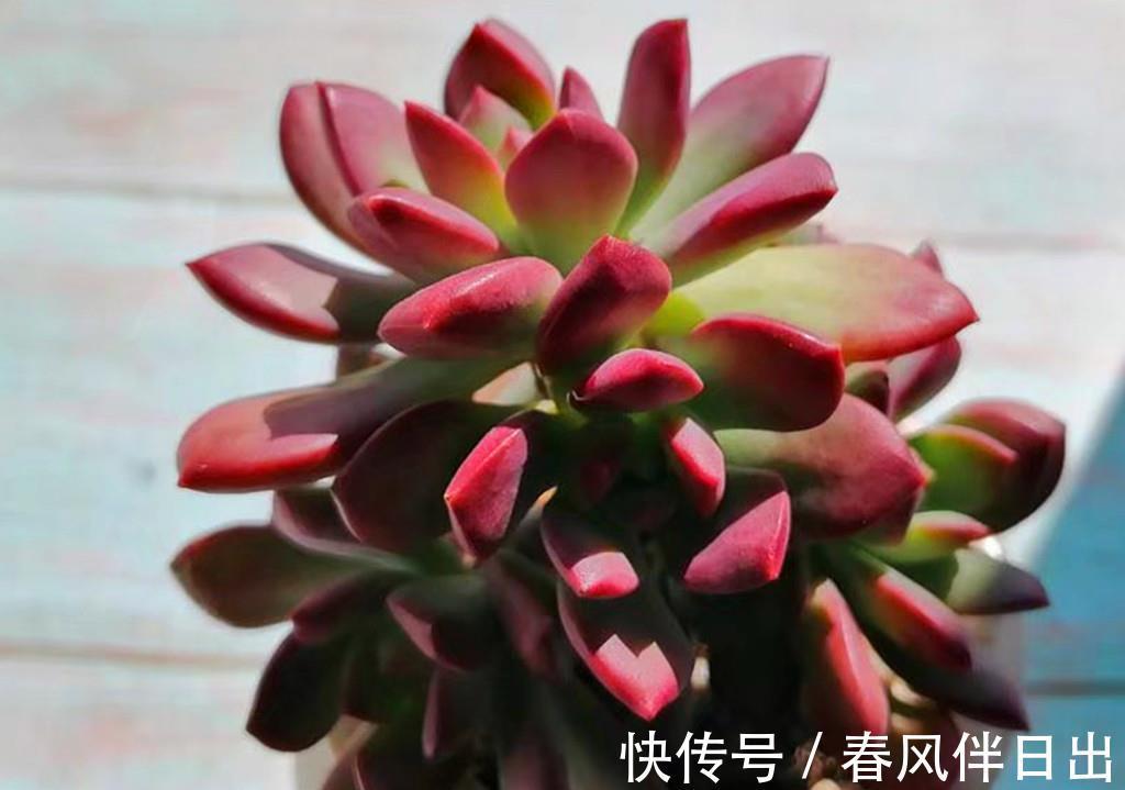 叶片|秋天拯救猪肝色多肉，晒对阳光很重要，清洗植株这步也不能忽略
