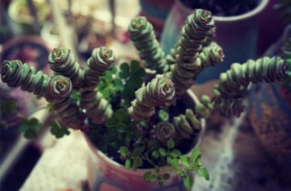 给钱串子换盆换土,几种方法务必掌握,能让钱串子长得快又好