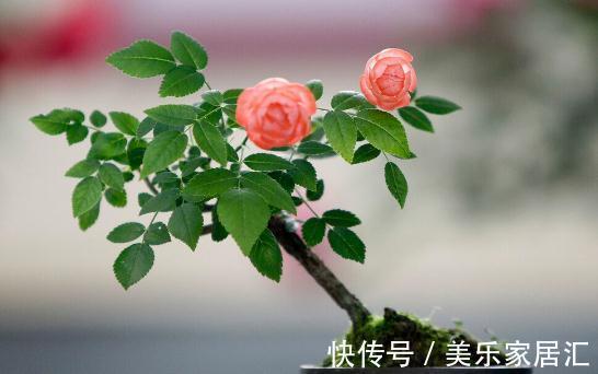 温度低，18种花要“干养”，浇水多很容易冻伤，难养活