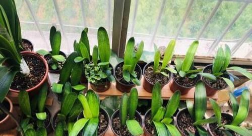 盆栽君子兰该如何催花?掌控4方面因素,开花早、状态理想