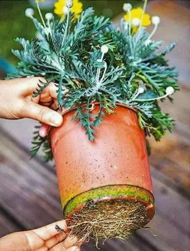 品种|花店的花2天不到就枯了,并不是品种不好,而是养护方法有问题