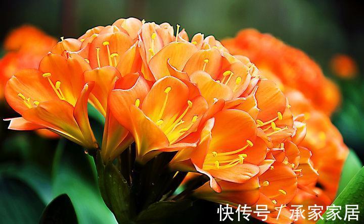 花卉|从8月18日开始,家养此款花卉,颜色艳丽好看,简单好养