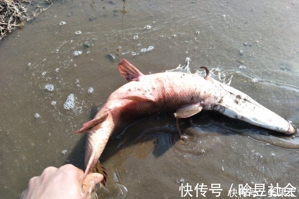 鱼塘里如果有一条这种鱼，这个鱼塘基本就废了！