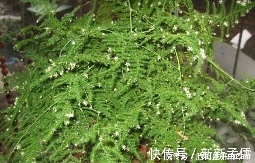 张大爷养“文竹”, 只浇“2种水”, 长出“满天星”, 效果超好!