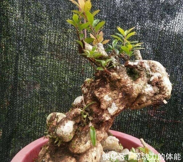 农村一种植物,人称“叶上花”,盆栽很漂亮,采枝条就行,别挖根!