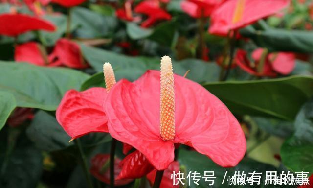 金钱树|4种“招财花”,家里各养1盆,旺运又招财,日子越过越好