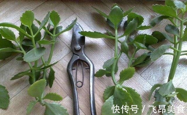 长寿花二十块一盆别花冤枉钱,这么一搞满阳台都是!