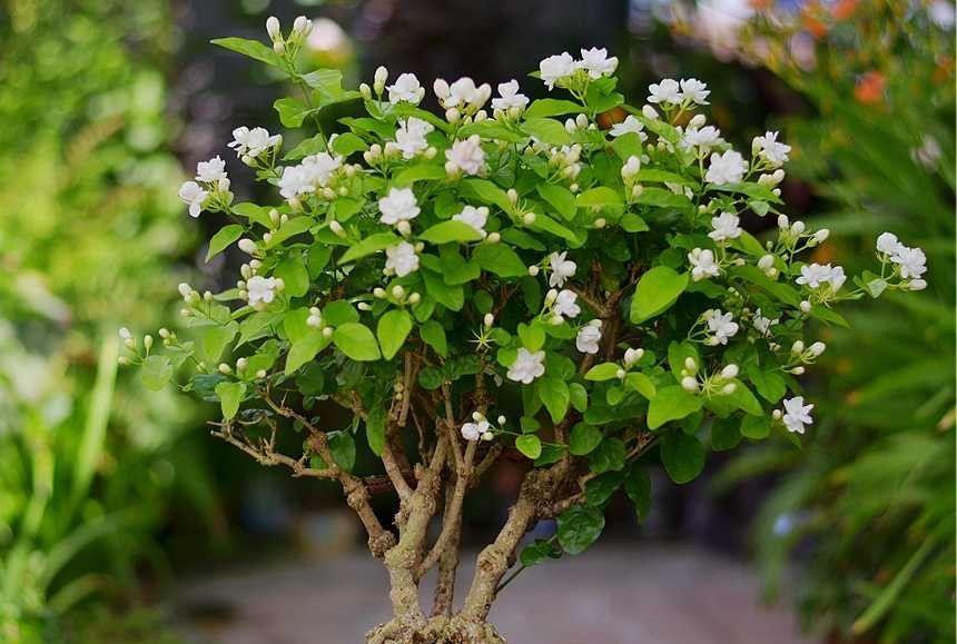 阳台上|养好茉莉花，认真做好3件事，花满枝头，花朵大非常香