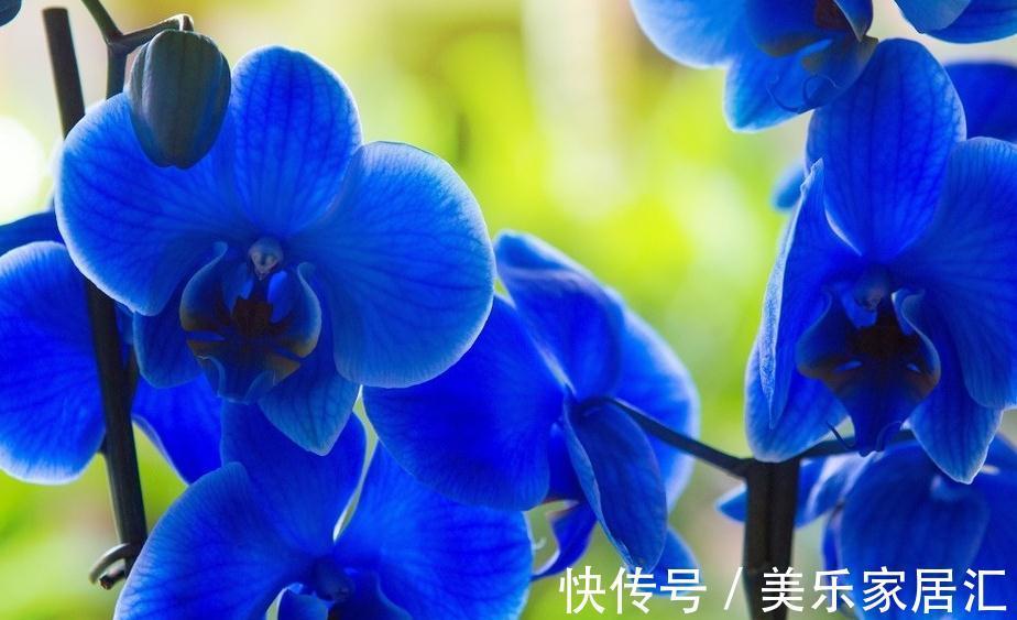 盆栽蝴蝶兰养护做好几点,简单实用,花大色艳